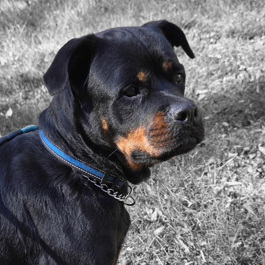 Sadie, Adoptable, Adult Female Rottweiler.