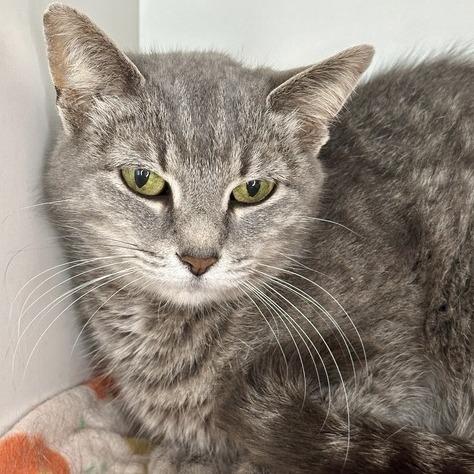 Squeeker, a Adoptable Domestic Short Hair in Matteson, IL image 1/2