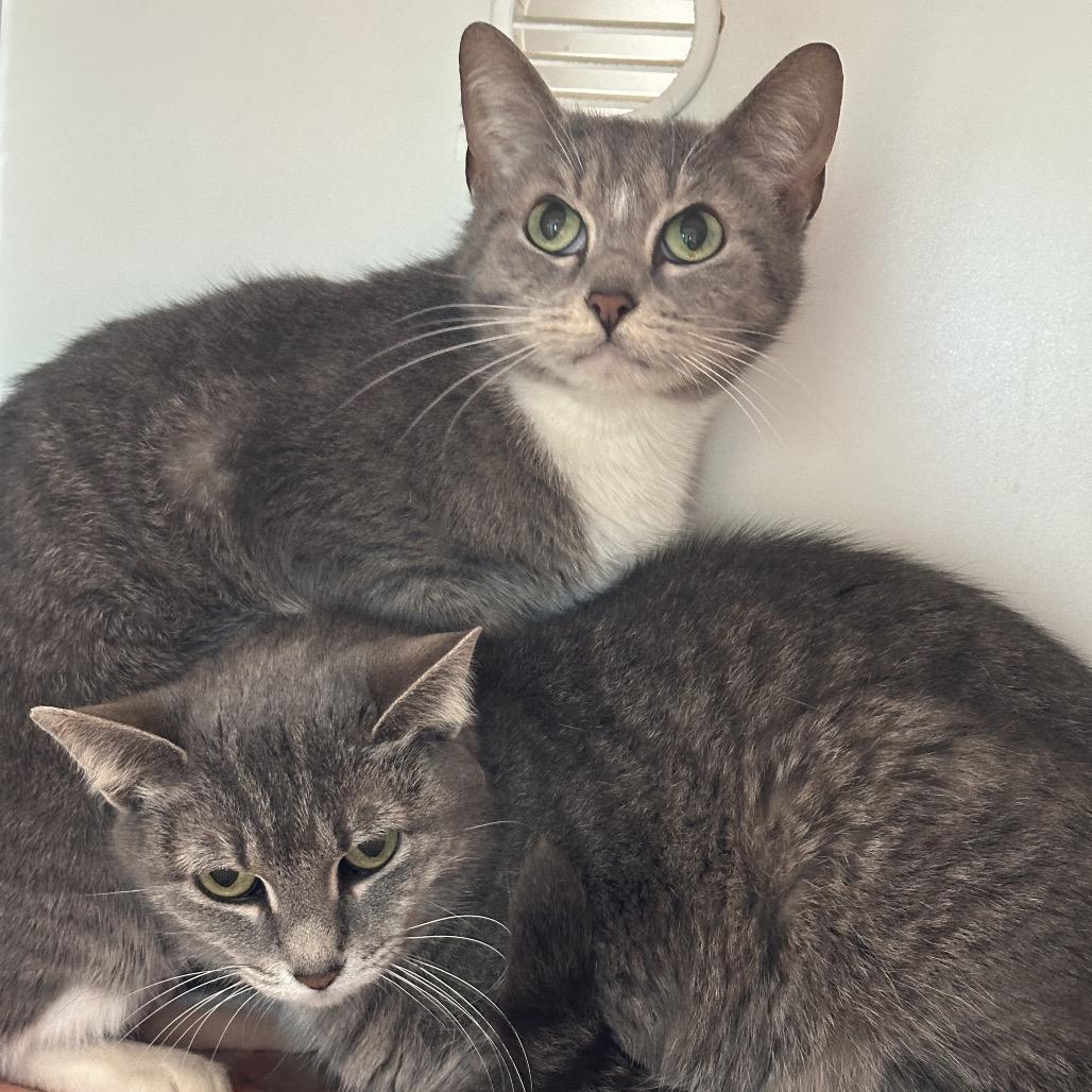 Squeeker, a Adoptable Domestic Short Hair in Matteson, IL image 2/2