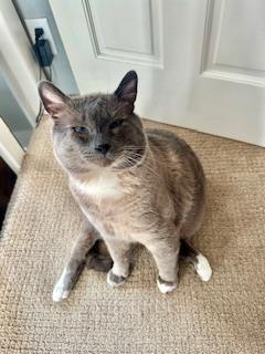 Levi, an adoptable Siamese, Ragdoll in Pasco, WA, 99301 | Photo Image 2