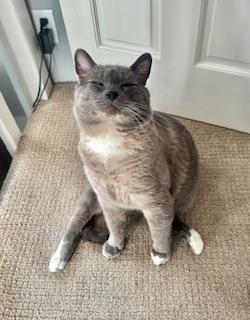 Levi, an adoptable Siamese, Ragdoll in Pasco, WA, 99301 | Photo Image 3