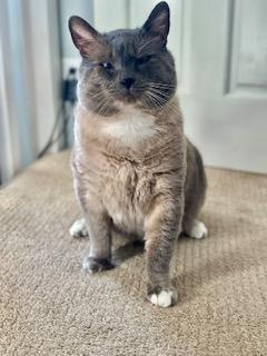Levi, an adoptable Siamese, Ragdoll in Pasco, WA, 99301 | Photo Image 4