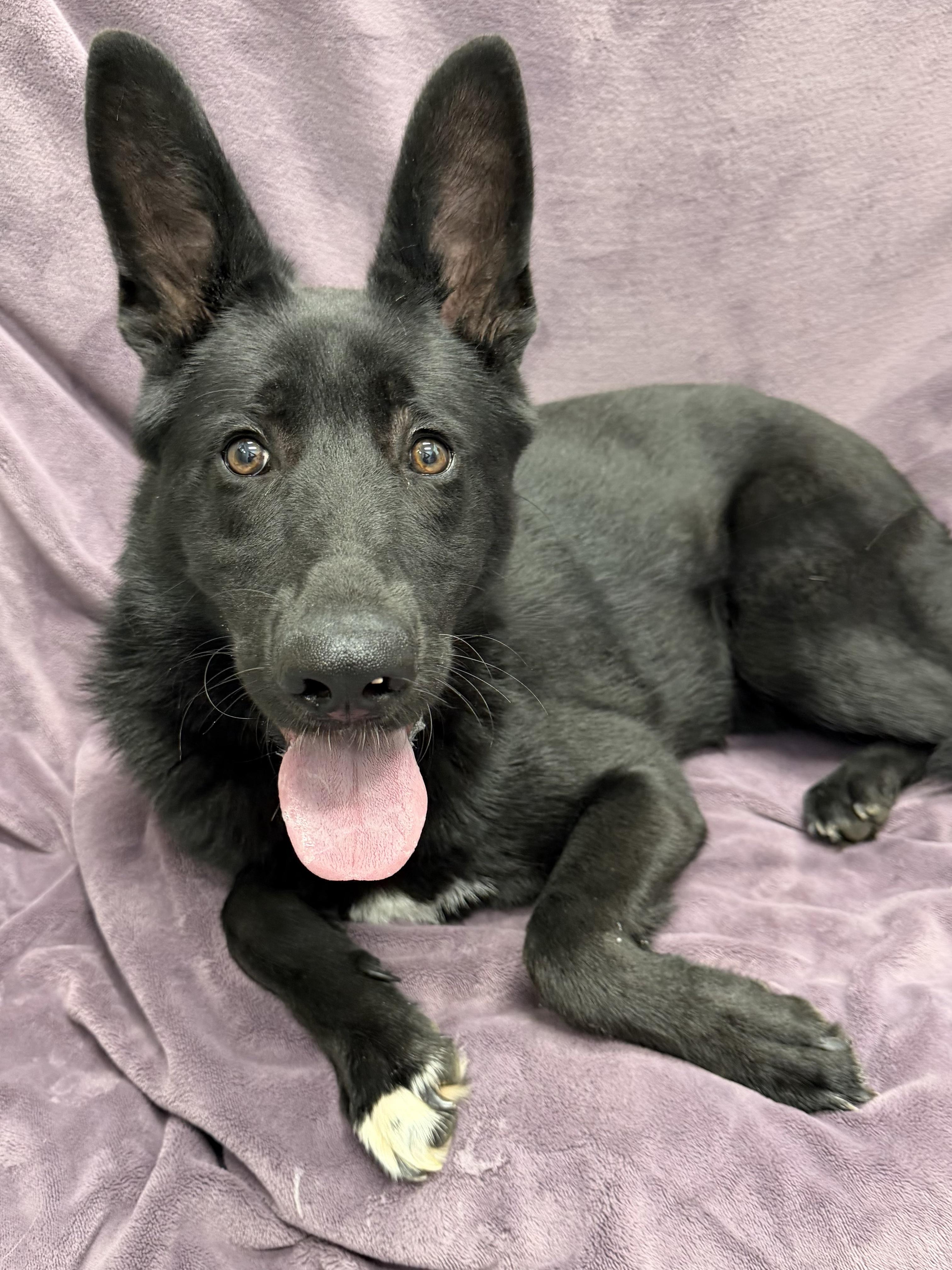 Cyrus Tag 1064, Adoptable, Young Male Shepherd.