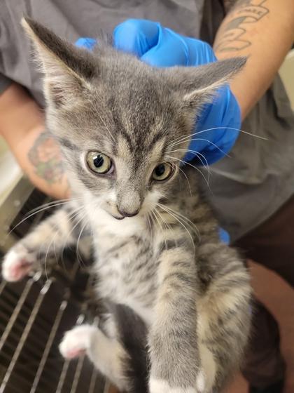 Enlarge Dip N Dots, a Adoptable Domestic Short Hair in Chesapeake, VA image 1/1