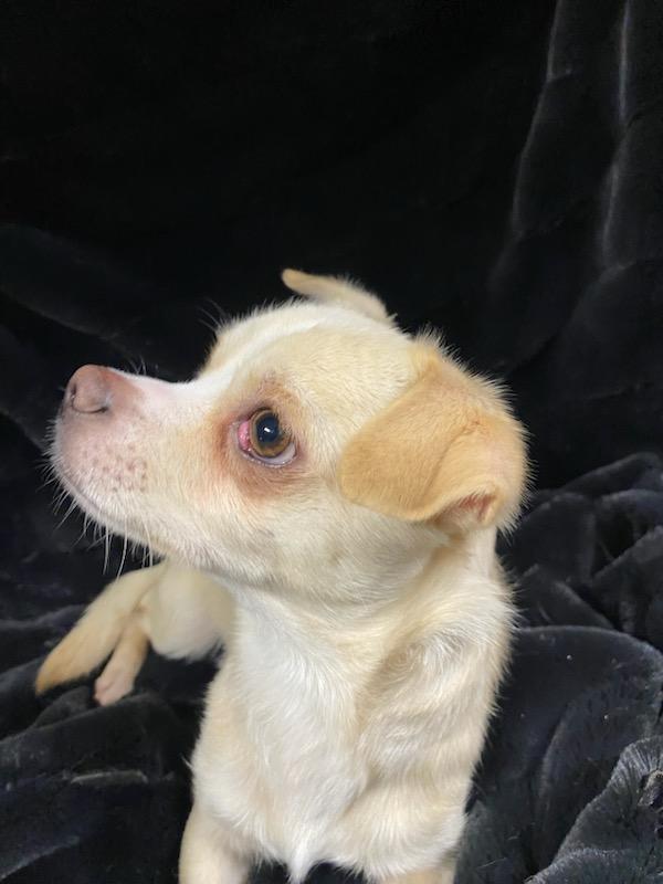 Napoleon, ADOPTABLE, Adult Male Chihuahua.