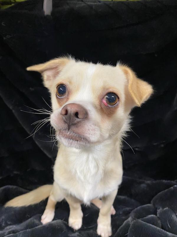 Enlarge Napoleon, a ADOPTABLE mixed breed in Polson, MT image 2/6