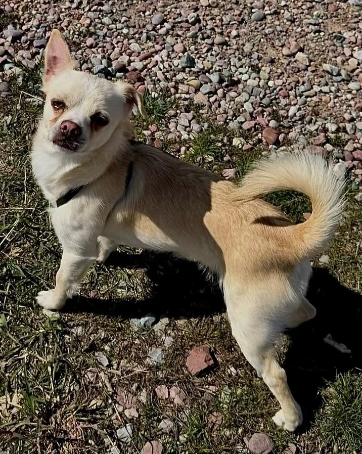 Enlarge Napoleon, a ADOPTABLE mixed breed in Polson, MT image 6/6