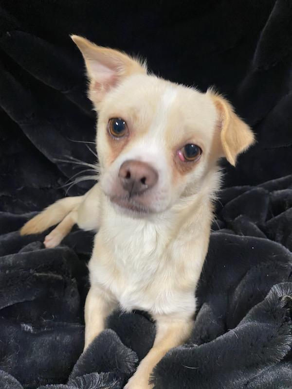 Enlarge Napoleon, a ADOPTABLE mixed breed in Polson, MT image 5/6