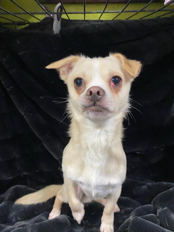 Napoleon, ADOPTABLE, Adult Male Chihuahua.