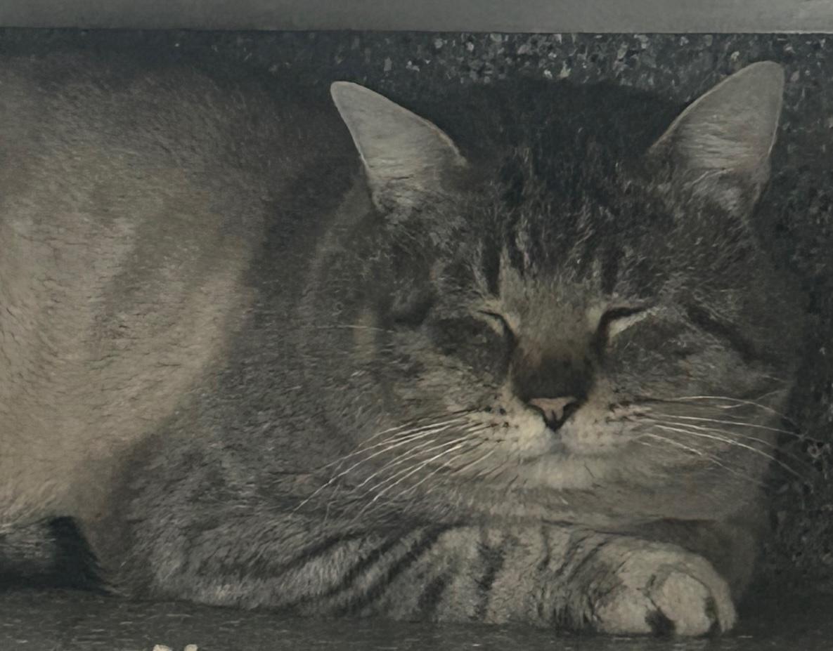 Sterling, Adoptable, Adult Male Domestic Short Hair.