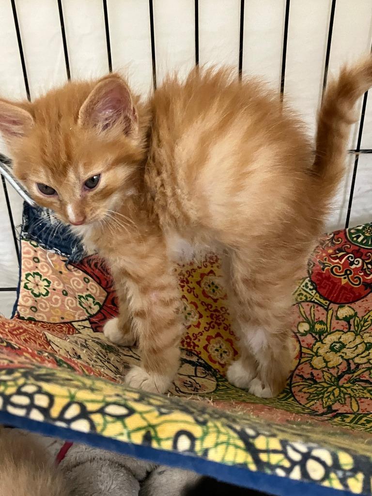 Enlarge Waffle (Kevin), a Adoptable mixed breed in Lunenburg, MA image 1/3