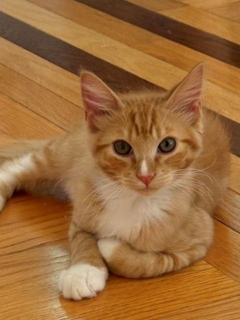 Enlarge Waffle (Kevin), a Adoptable mixed breed in Lunenburg, MA image 2/3