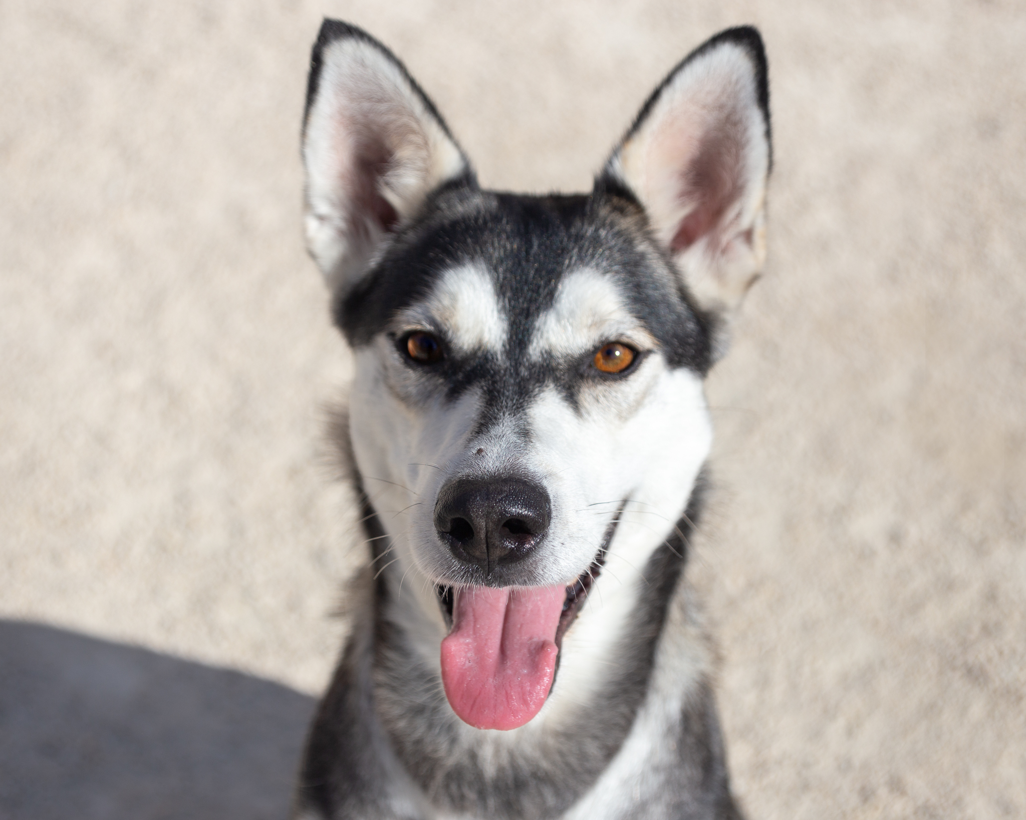 Dog for adoption Cassie IN FOSTER, a Siberian Husky Mix in Winnipeg
