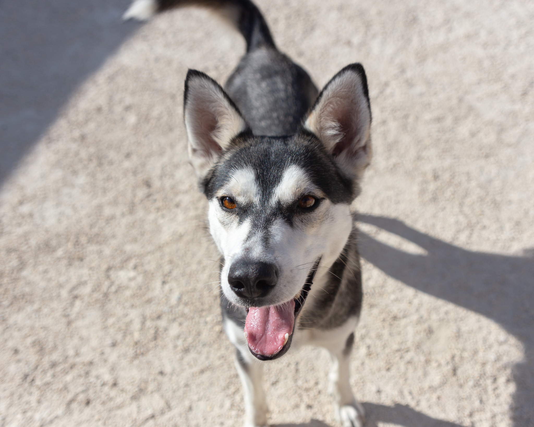Dog for adoption Cassie IN FOSTER, a Siberian Husky Mix in Winnipeg