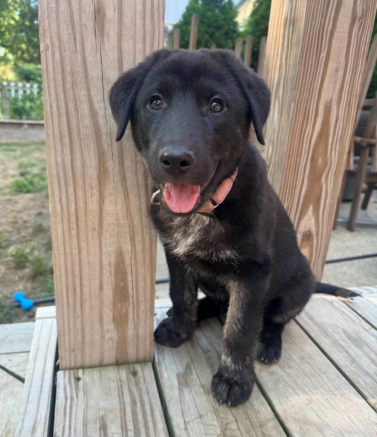 Enlarge Pepper (AO37041), a Adopted mixed breed in Kansas City, KS image 2/2
