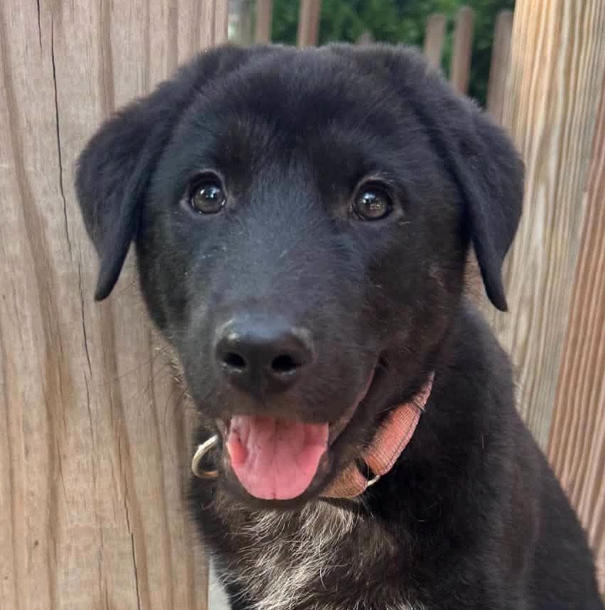 Pepper (AO37041), Adopted, Puppy Female Shepherd.