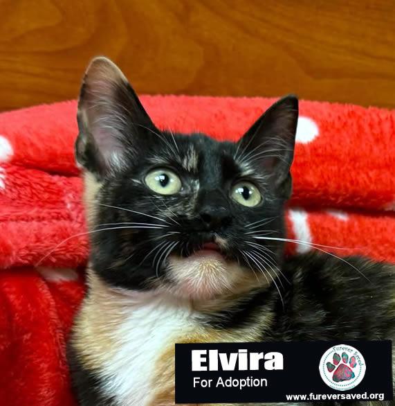 Elvira