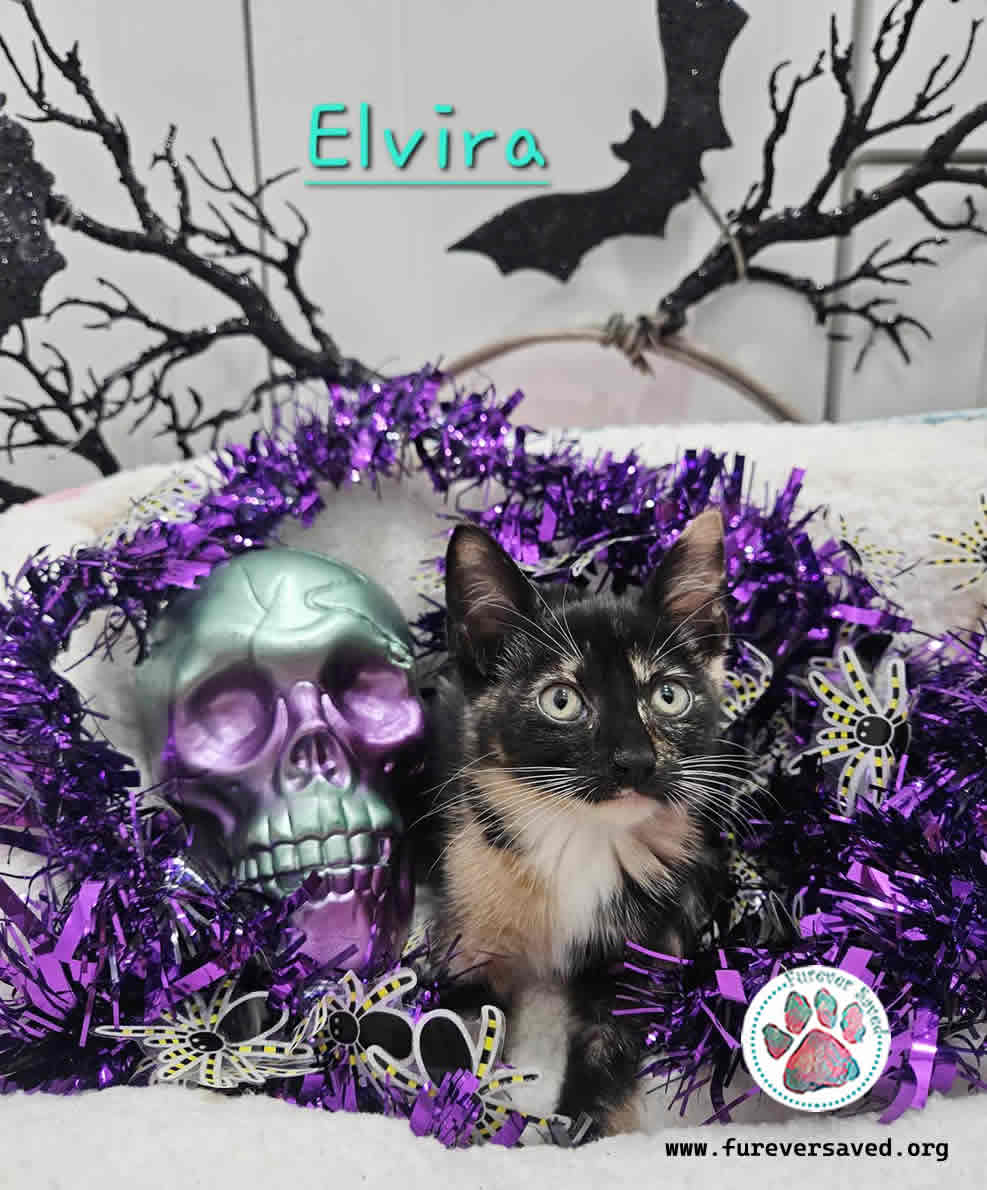 Elvira 6