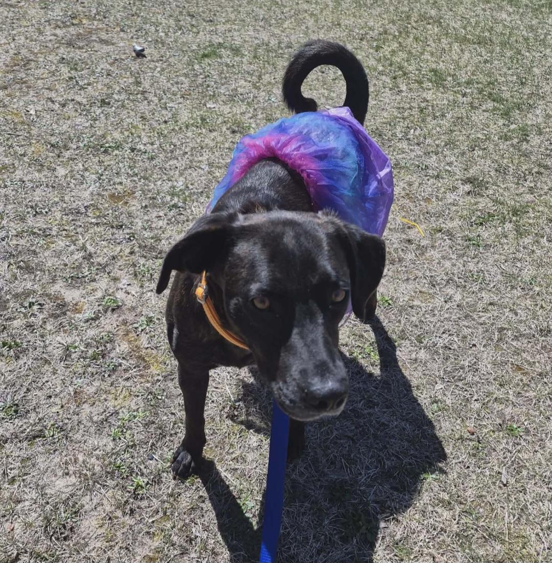 Enlarge Hannah, a ADOPTABLE mixed breed in Grand Rapids, MI image 2/3