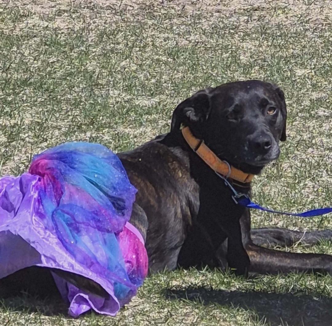 Enlarge Hannah, a ADOPTABLE mixed breed in Grand Rapids, MI image 1/3