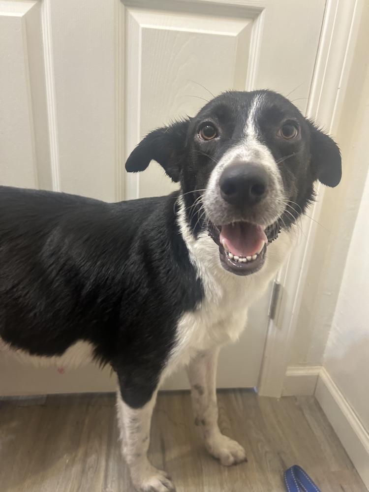 Enlarge Momma Odie, a Adoptable Border Collie in Milton, FL image 1/2