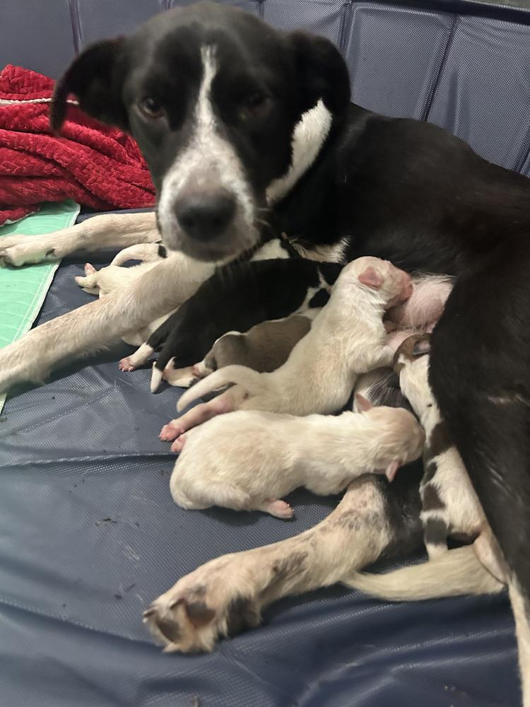 Enlarge Momma Odie, a Adoptable Border Collie in Milton, FL image 2/2