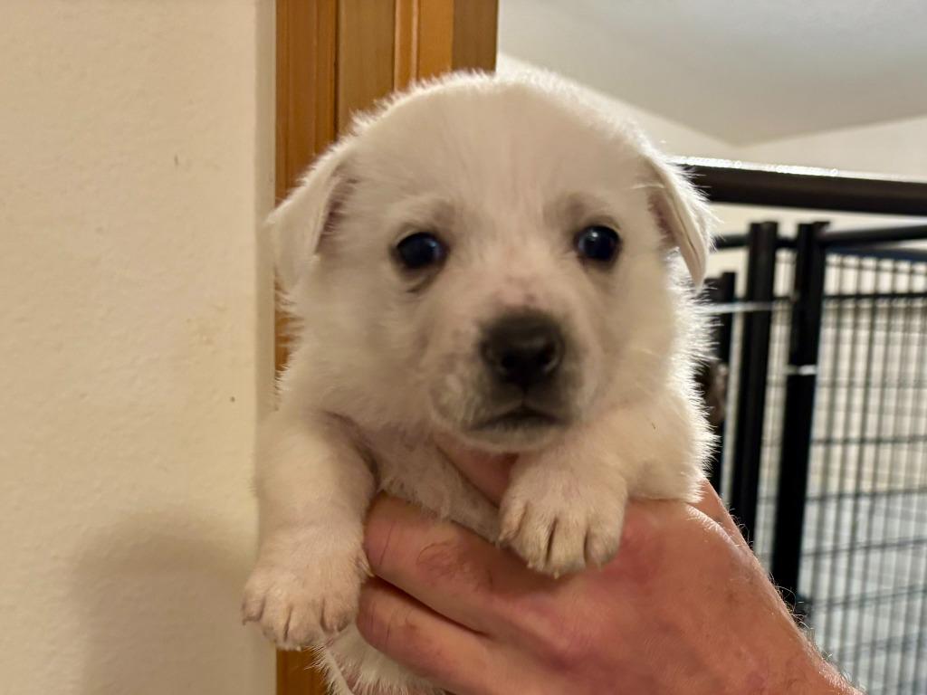 Enlarge Maxie, a Adoptable mixed breed in Thompson Falls, MT image 3/3