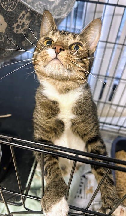 Fable, Adoptable, Adult Female Domestic Short Hair.