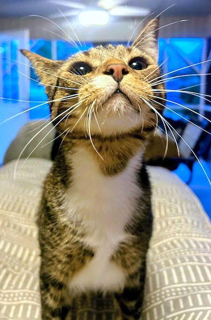 Enlarge Fable, a Adoptable Domestic Short Hair in Albemarle, NC image 2/3