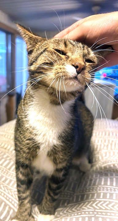 Enlarge Fable, a Adoptable Domestic Short Hair in Albemarle, NC image 3/3
