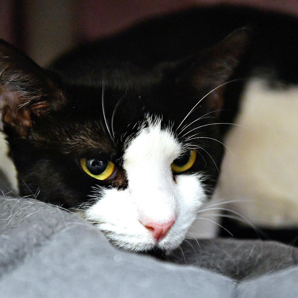 Enlarge Bandit, a Adoptable Domestic Short Hair in York, PA image 1/6