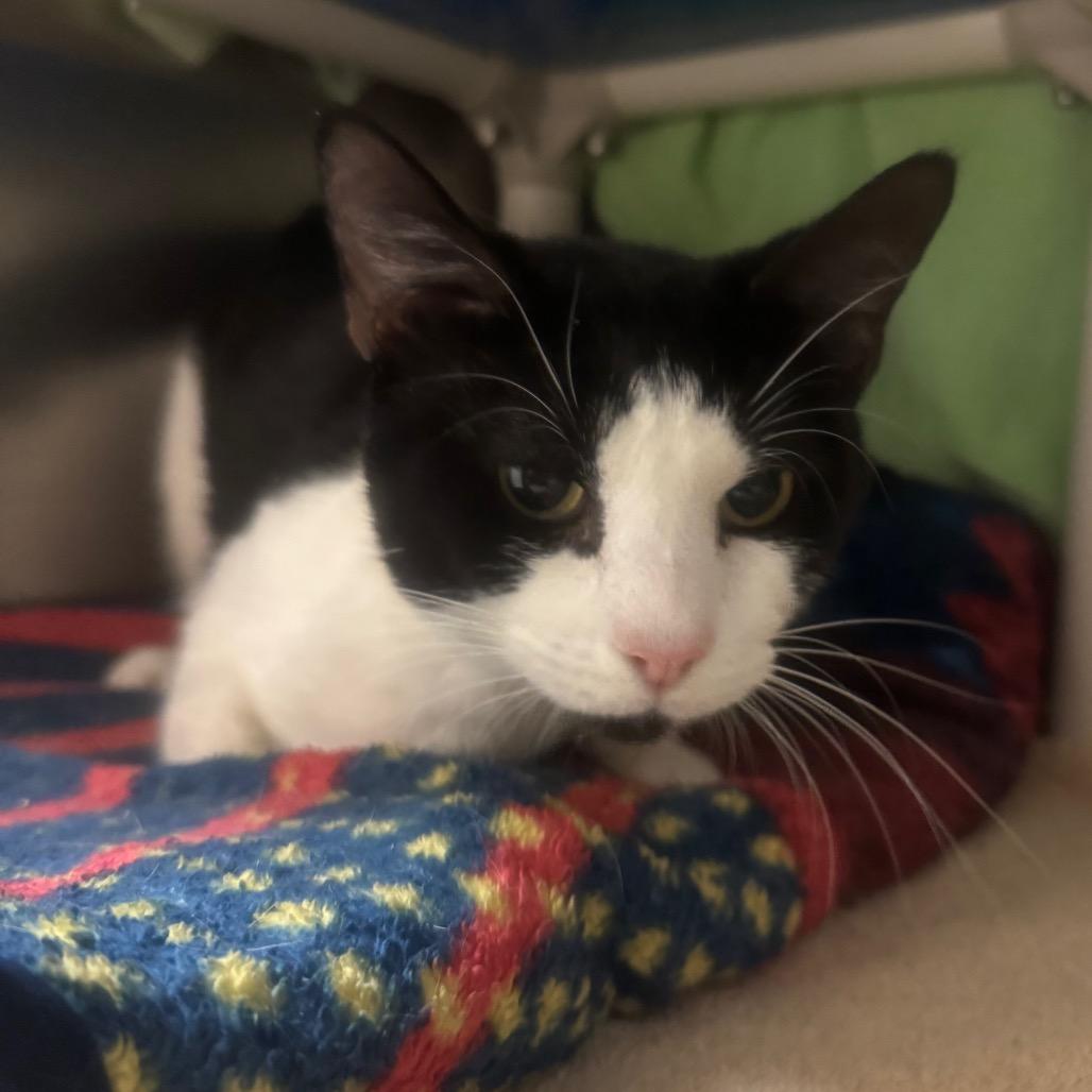 Bandit, a Adoptable Domestic Short Hair in York, PA image 2/3