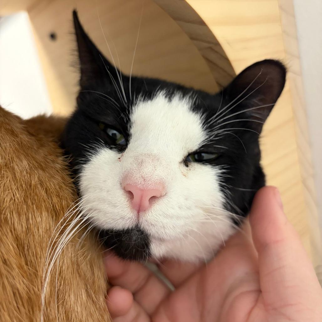 Enlarge Bandit, a Adoptable Domestic Short Hair in York, PA image 4/6