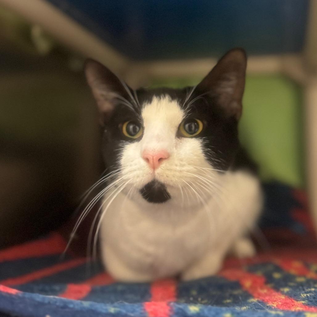 Bandit, a Adoptable Domestic Short Hair in York, PA image 3/3