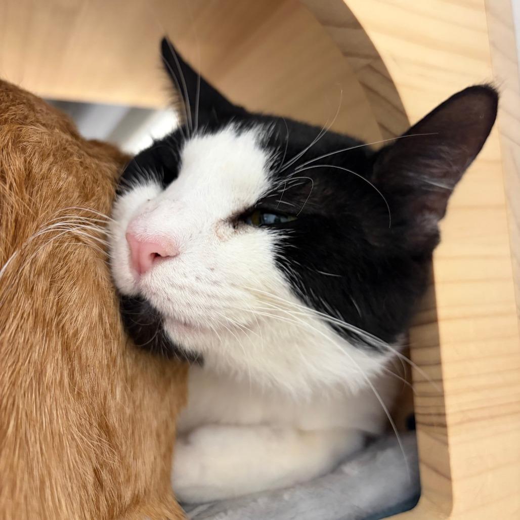 Enlarge Bandit, a Adoptable Domestic Short Hair in York, PA image 6/6