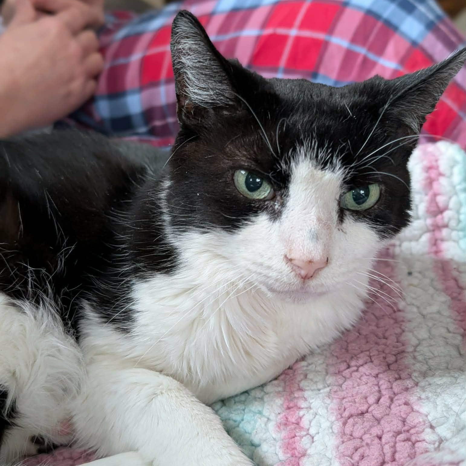 Billy, Adoptable, Adult Male Domestic Short Hair.