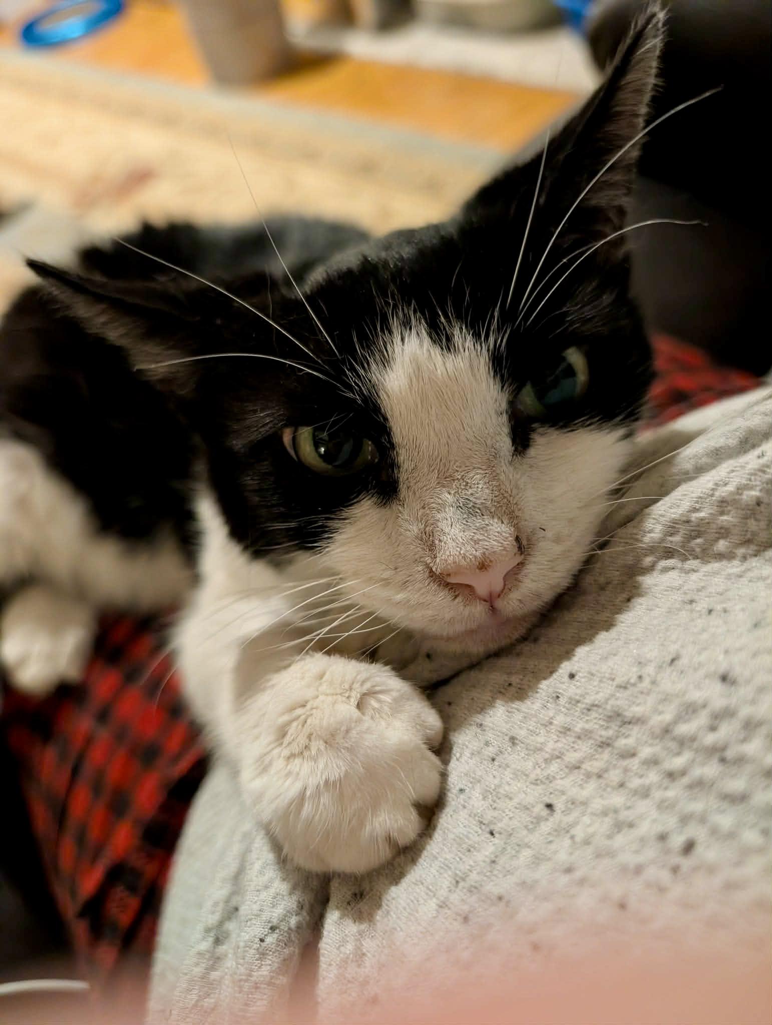 Enlarge Billy, a Adoptable mixed breed in Griswold, CT image 3/3