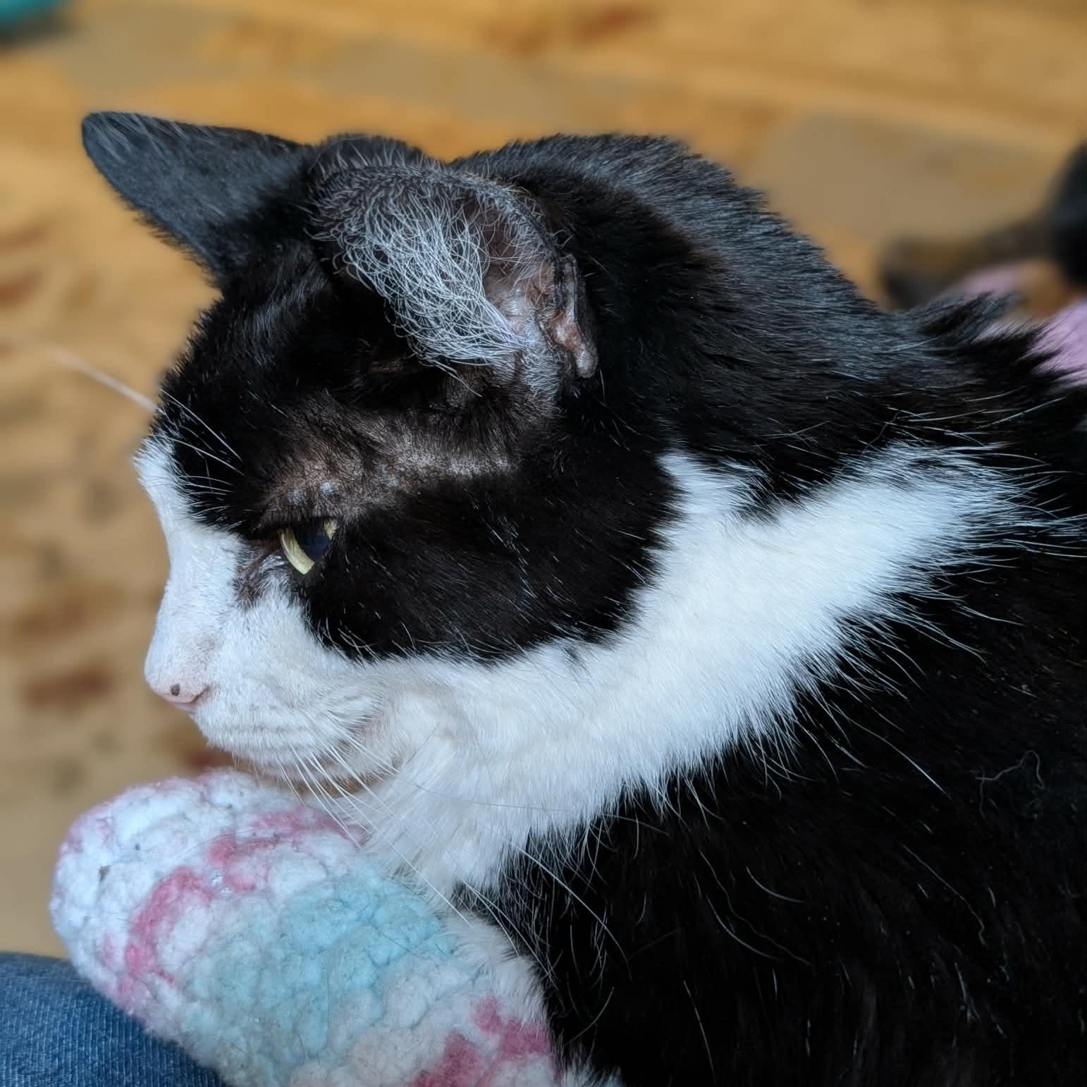 Enlarge Billy, a Adoptable mixed breed in Griswold, CT image 2/3