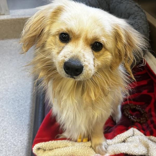 Trolli, Adoptable, Adult Male Spaniel.