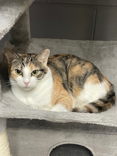 Enlarge Casey, a Adoptable Calico in Emporia, VA image 1/2