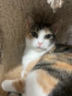 Enlarge Casey, a Adoptable Calico in Emporia, VA image 2/2