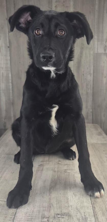 Pepper, Adoptable, Puppy Female Retriever & Mixed Breed.