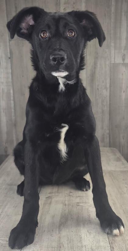 Enlarge Pepper, a Adoptable mixed breed in Shreveport, LA image 2/2