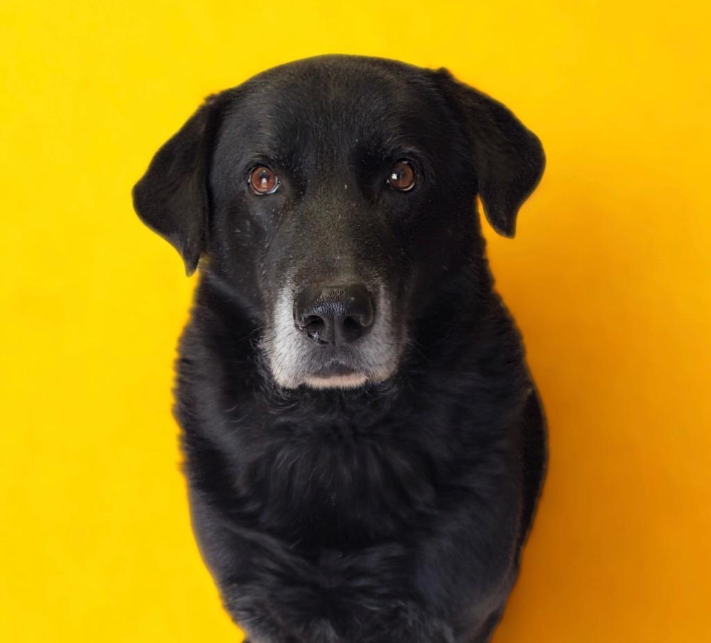 Barkley, Adoptable, Senior Male Black Labrador Retriever.