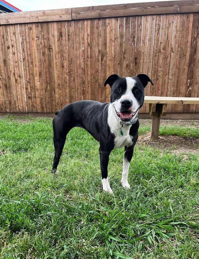 Enlarge Dahlia* A205060, a Adoptable mixed breed in Plano, TX image 3/6