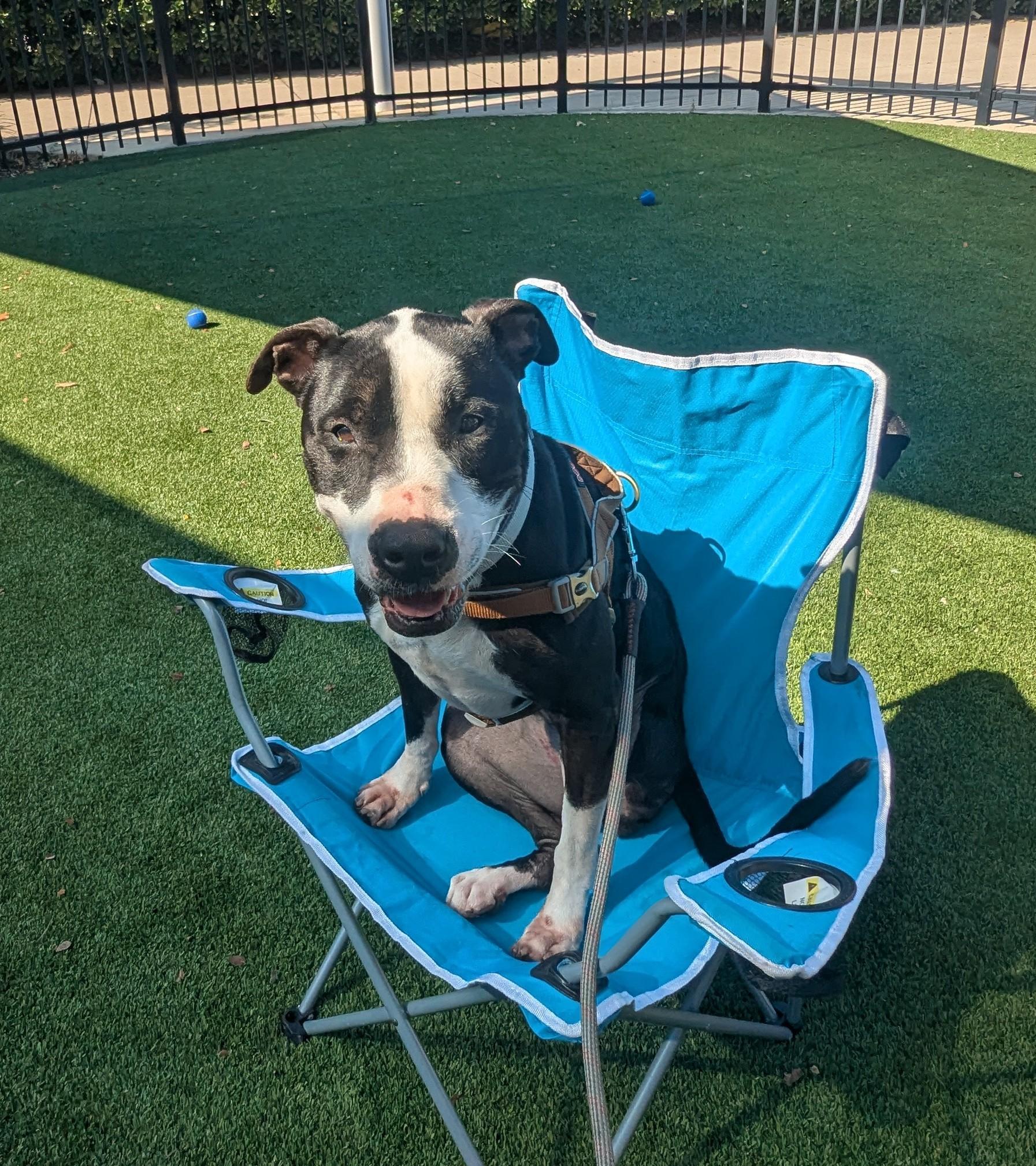 Enlarge Dahlia* A205060, a Adoptable mixed breed in Plano, TX image 1/6