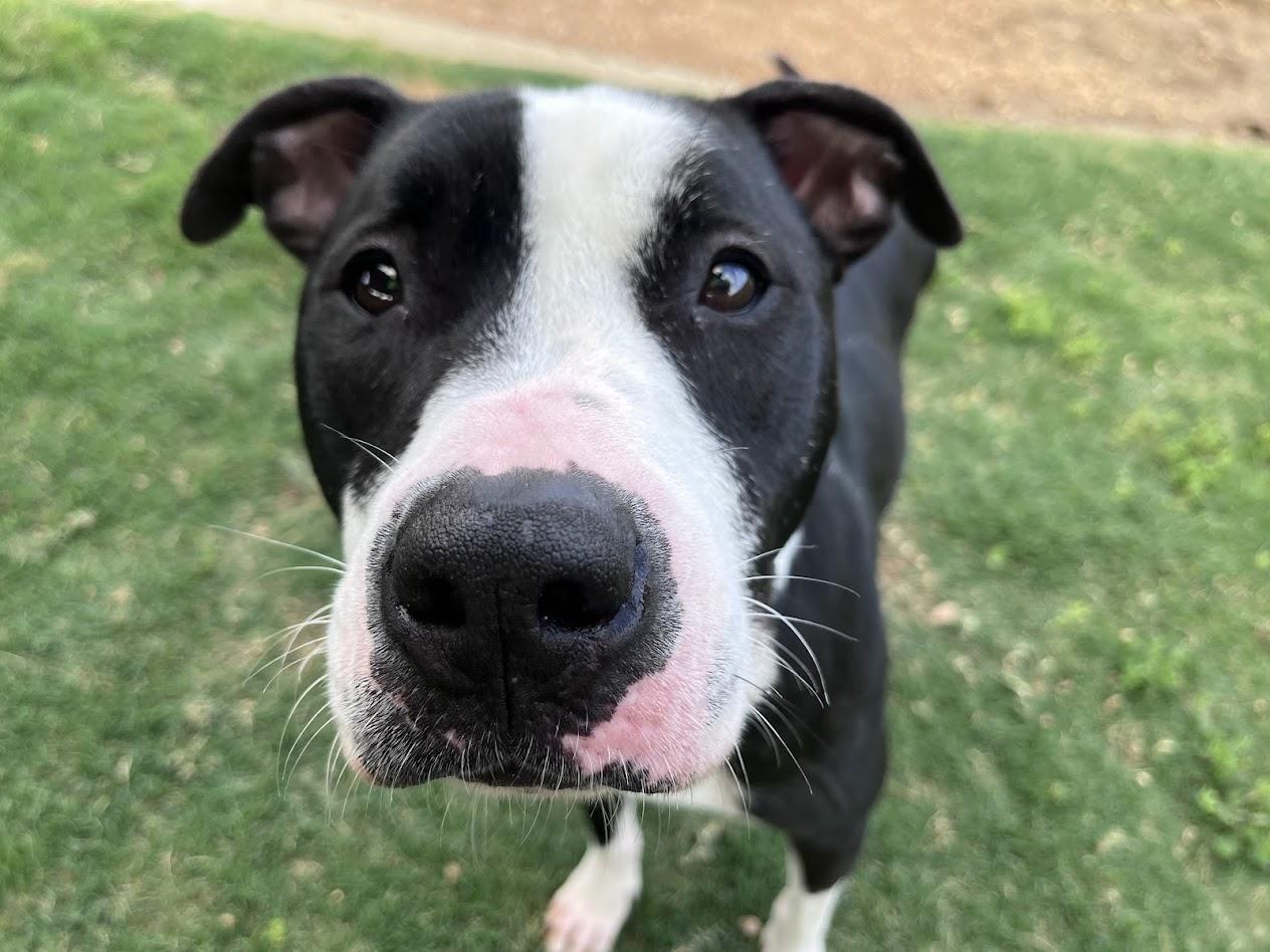 Enlarge Dahlia* A205060, an adoptable mixed breed in Plano, TX image 6/6