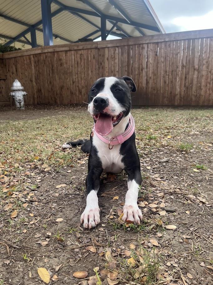 Enlarge Dahlia* A205060, a Adoptable mixed breed in Plano, TX image 6/6