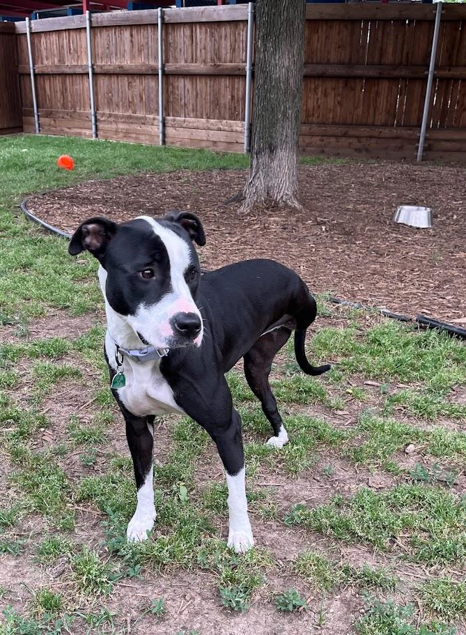 Enlarge Dahlia* A205060, a Adoptable mixed breed in Plano, TX image 4/6