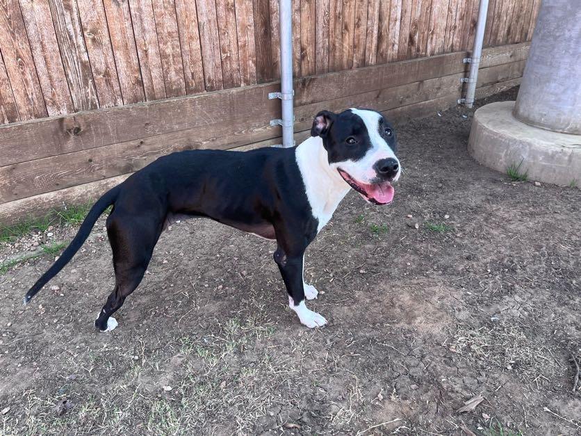 Enlarge Dahlia* A205060, an adoptable mixed breed in Plano, TX image 6/6